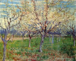 Frutteto con alberi di fioritura albicocca
