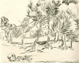 Un gruppo di alberi di pino