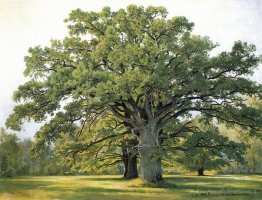 Oaks a Old Peterhof