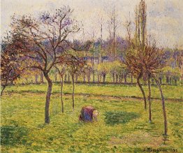 Melo in un campo