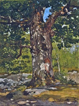 Il Bodmer Oak