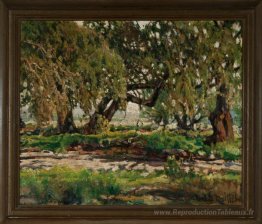 Edge of the Oak Grove