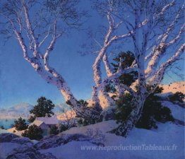 Betulle in inverno