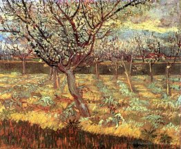 Albicocca alberi in fiore