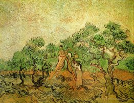 Raccolta delle olive