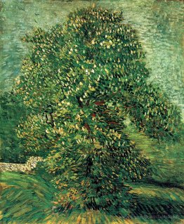 Castagno in fiore