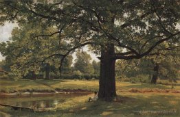 Oaks a Old Peterhof