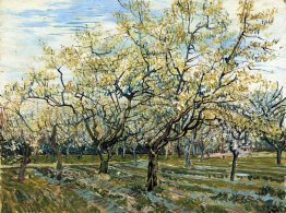 Frutteto con alberi in fiore di prugna