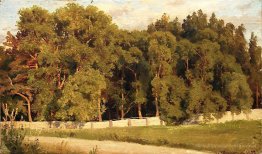 Bosco dietro la recinzione