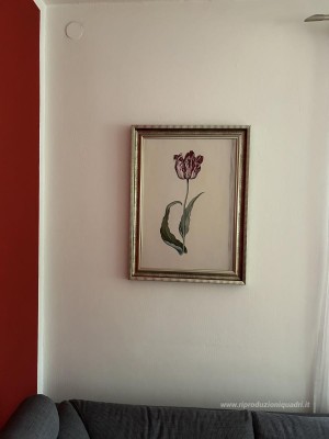 Tulipano